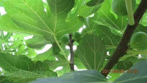 4IMG_0148 (����).JPG