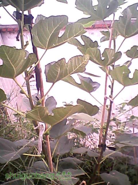 2011.9.3Ƥ.jpg