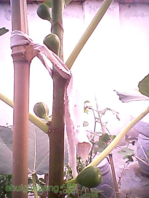 2011.9.4Ƥ״1.jpg