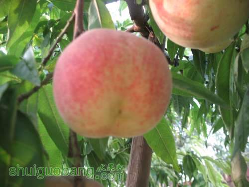 Ӽ 008.jpg