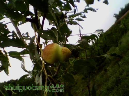IMG0810A.jpg