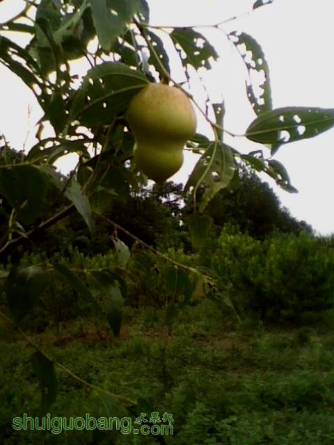 IMG0811A.jpg