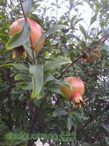 С IMG0708125800.jpg