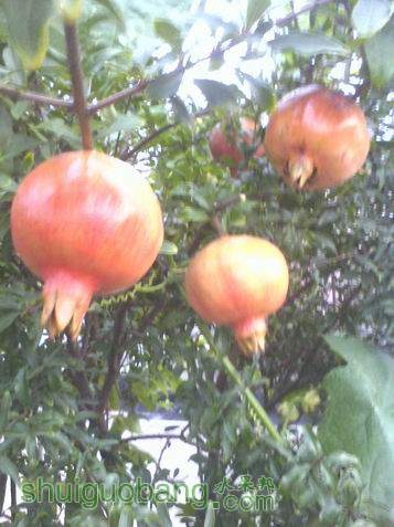 С IMG0825185000.jpg