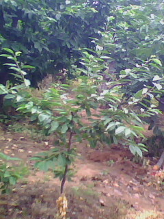 IMG0204A.jpg