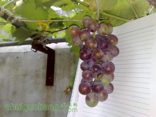 20110817827.jpg