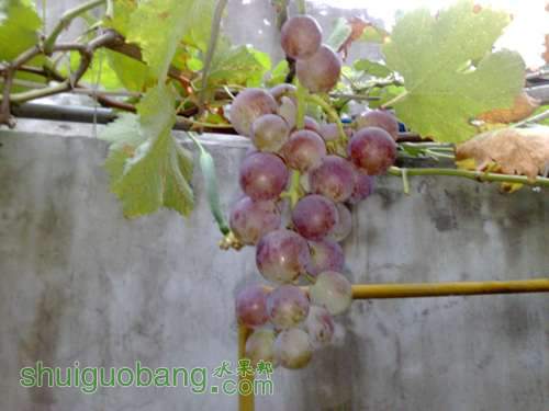 20110817828.jpg
