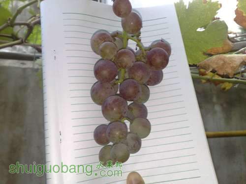 20110817829.jpg