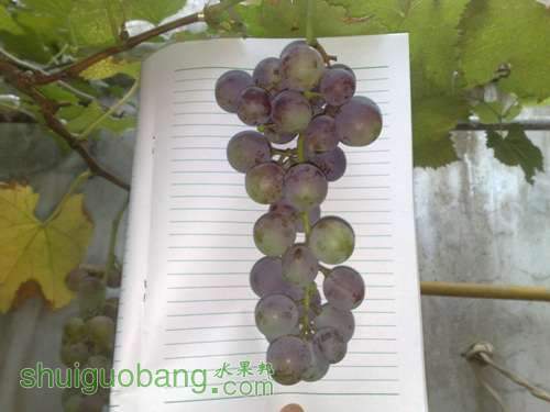 20110817830.jpg