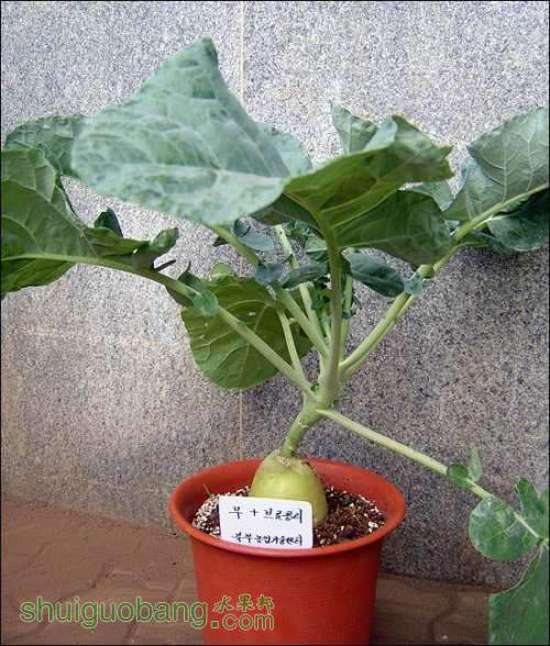 ܲ.jpg