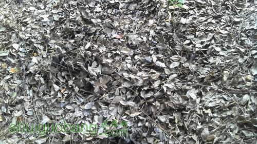 shulin2.jpg