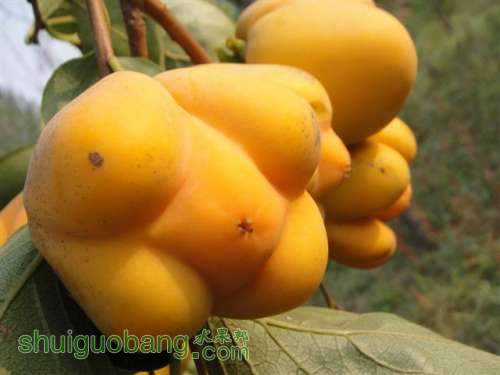 DSC03456 (С��).JPG