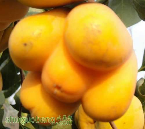 DSC03459 (С��).JPG