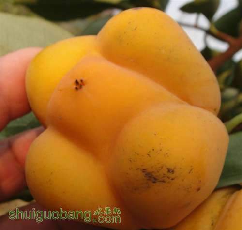 DSC03462 (С��).JPG