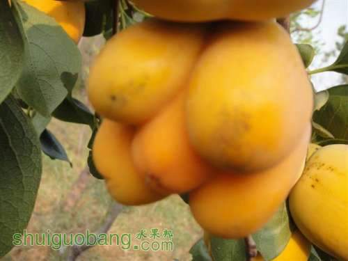 DSC03461 (С��).JPG