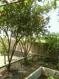 IMG0926132601.jpg