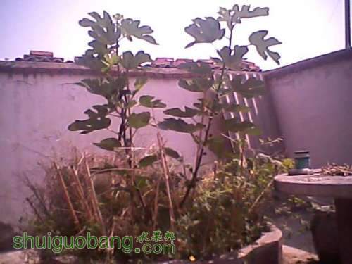 2011.9.24Ƥ1.75ժо3.jpg