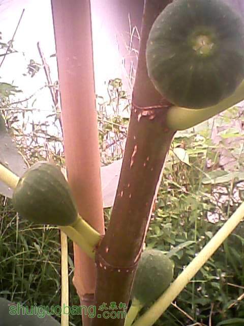 2011.9.115Ƥ.jpg