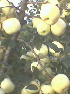 IMG0051A.jpg