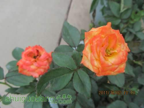 IMG_1911.JPG