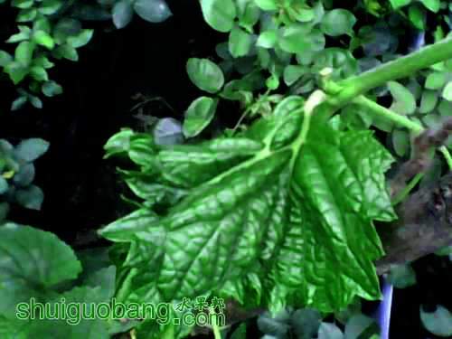 11503158b5jtfc1w2fom1b.jpg