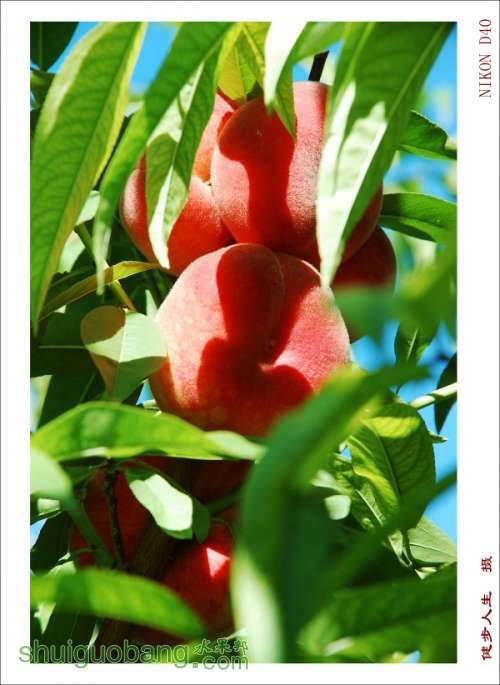 conew_dsc_4131.jpg
