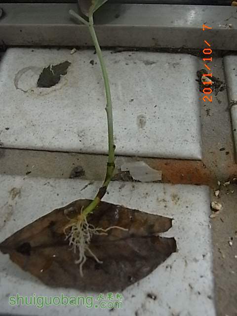 RIMG0176.JPG