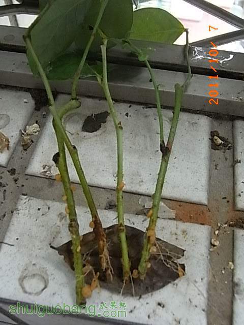 RIMG0181.JPG