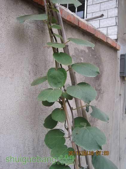 Ƭ 032.jpg