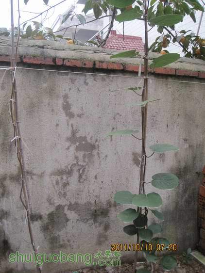 Ƭ 033.jpg