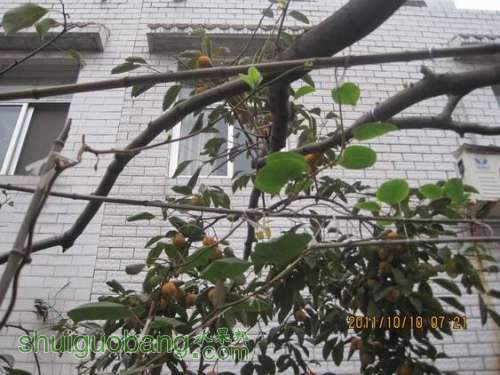 Ƭ 035.jpg