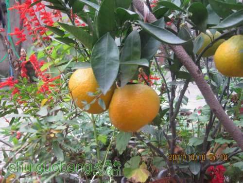 Ƭ 026.jpg