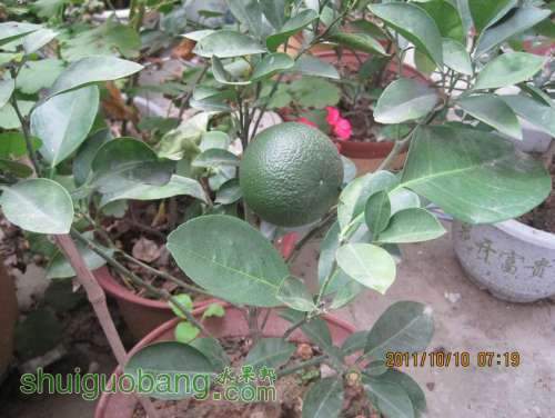 Ƭ 029.jpg
