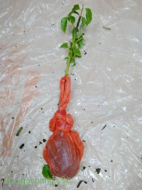 ĻƤS.jpg