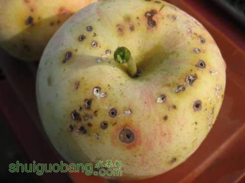 ʽ溦ͼ{ɳƻ} 001.jpg