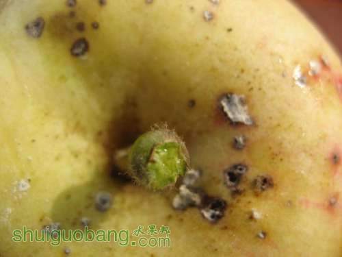 ʽ溦ͼ{ɳƻ} 002.jpg