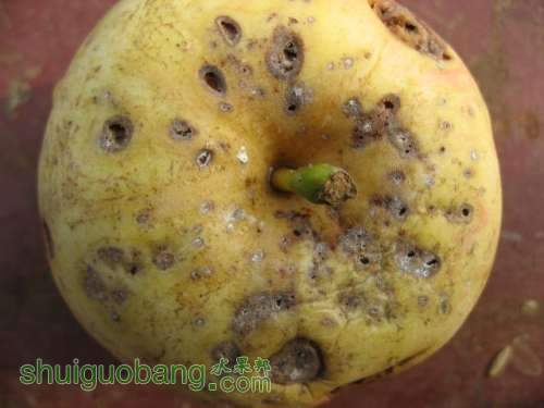 ʽ溦ͼ{ɳƻ} 004.jpg