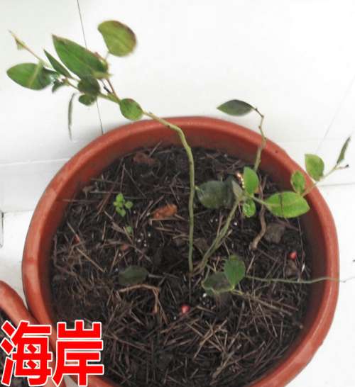SDC13587.JPG