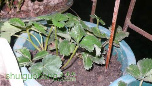 psb34.jpg