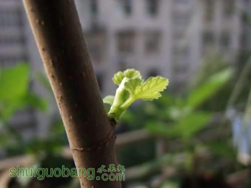 DSCF0679 - .JPG
