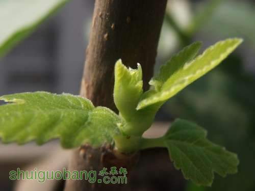 DSCF0686 - .JPG