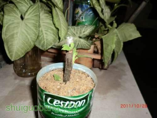 CIMG01118.jpg