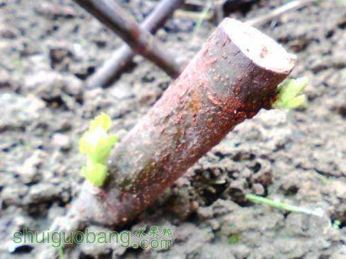 IMG0638A.jpg