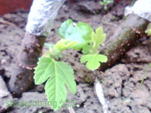 IMG0636A.jpg
