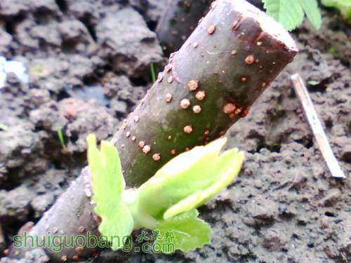 IMG0634A.jpg