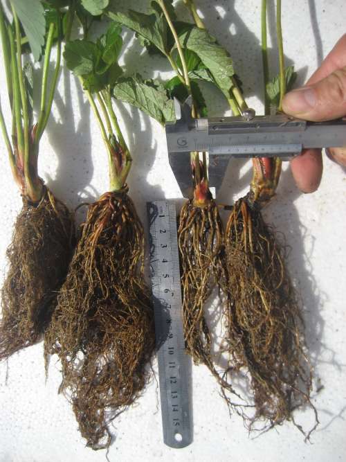 ��ݮ�� 032.jpg