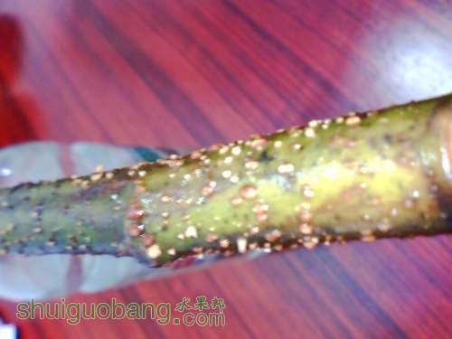 IMG0640A.jpg