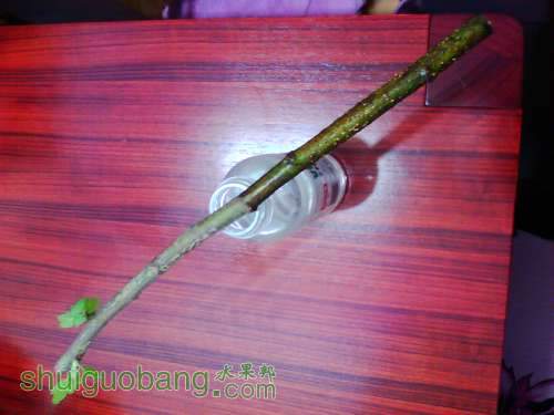 IMG0639A.jpg