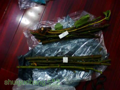 IMG0615A.jpg