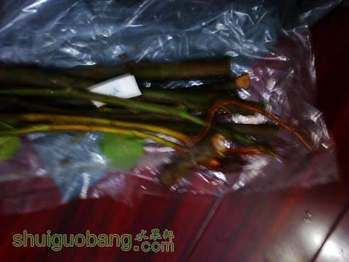 IMG0616A.jpg